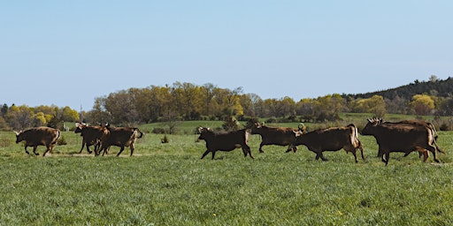 Imagen principal de Cows to Pasture Celebration