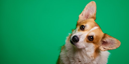 Immagine principale di Henry's Oshawa Pet Portrait Event 