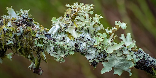 Primaire afbeelding van Dunollie Lichen Walk