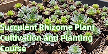Succulent Rhizome Plant Cultivation and Planting Course