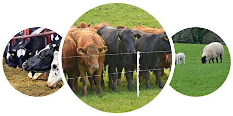 AFBI "Farming for the Future" Open Days (Dairy-18th & Beef/Sheep-19th June)