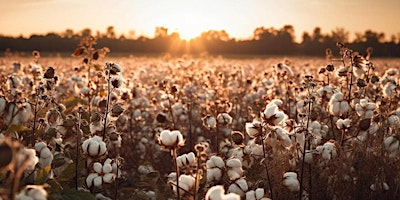 Imagem principal de How the American Civil War affected the Lancashire Cotton Famine