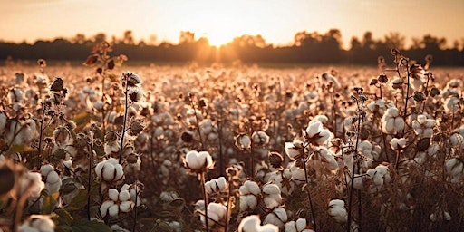 How the American Civil War affected the Lancashire Cotton Famine primary image