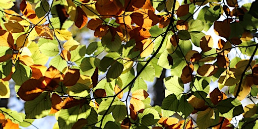 Weekend Wellness: Crafting with Nature at West Blean and Thornden Woods primary image