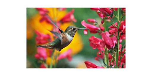 Hummingbird Presentation primary image