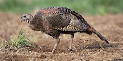 Primaire afbeelding van Southeastern Wild Turkey Working Group, 50th Annual Meeting