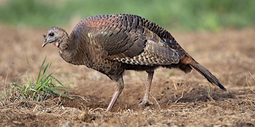 Southeastern Wild Turkey Working Group, 50th Annual Meeting