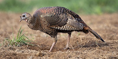 Imagem principal de Southeastern Wild Turkey Working Group, 50th Annual Meeting