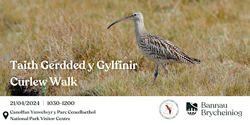 Imagem principal do evento Taith Gerdded y Gylfinir │Guided Curlew Walk