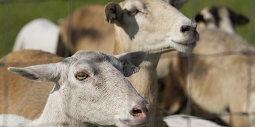 Hauptbild für Fall Sheep and Goat Fundamentals Workshop
