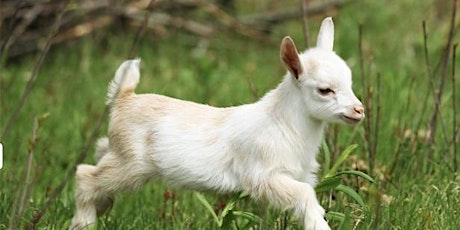 Baby Goat Meet and Cuddle Hour