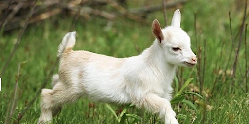 Primaire afbeelding van Baby Goat Meet and Cuddle Hour