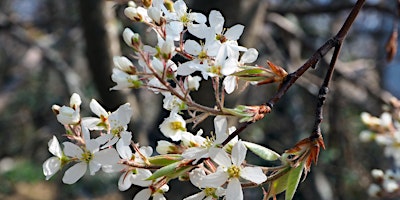 Primaire afbeelding van Spring Tree ID Walk: Flower Search