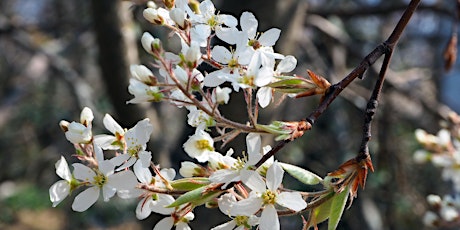 Spring Tree ID Walk: Flower Search