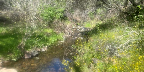 Acorn Creek Invasive Removal