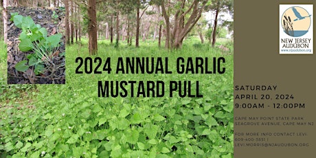 Annual Garlic Mustard Pull