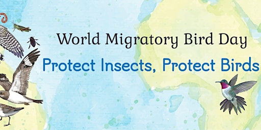 Imagem principal do evento World Migratory Bird Day: Guided Bird Count