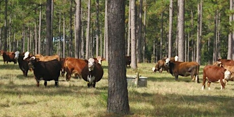 Florida Land Steward: Silvopasture 101 And George C. Owens Property Tour