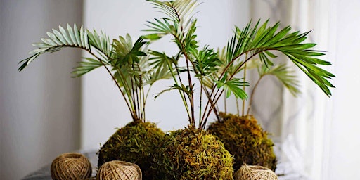 Imagem principal de KOKEDAMA WORKSHOP FOR BEGINNERS