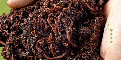 Immagine principale di Worm Composting: Gently Harnessing the Power of Worms in Your Garden 