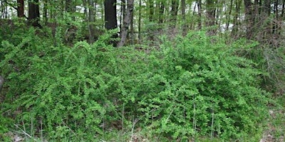 Barberry Removal primary image