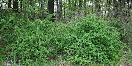 Barberry Removal primary image