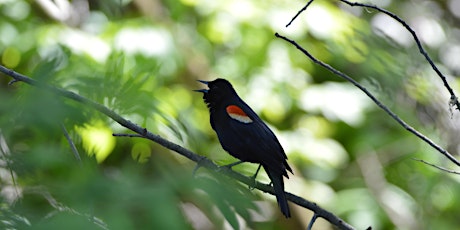 Out In Nature - City Nature Challenge Bioblitz