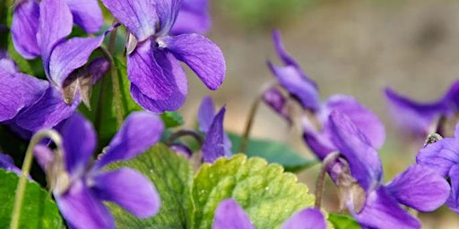 April Smell Club: Violet & Violet Leaf primary image