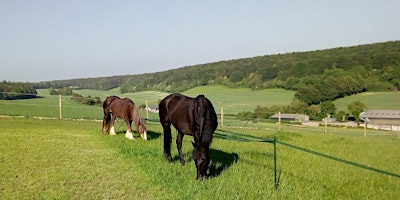 1 day Retreat with Horses in the Southdowns primary image