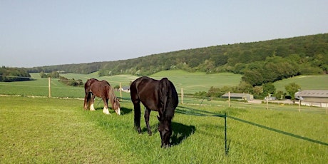 1 day Retreat with Horses in the Southdowns