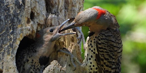 Immagine principale di Eliza Howell Park Walk - Nesting Birds 