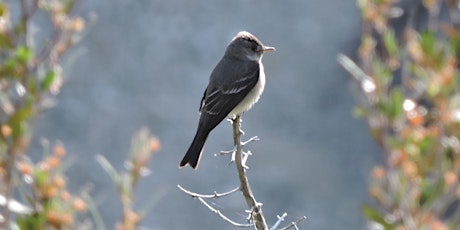 Bear Divide Spring Migration with Feminist Bird Club LA