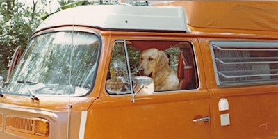 Primaire afbeelding van San Diego Golden Gathering: A Meetup for Golden Retriever Enthusiasts