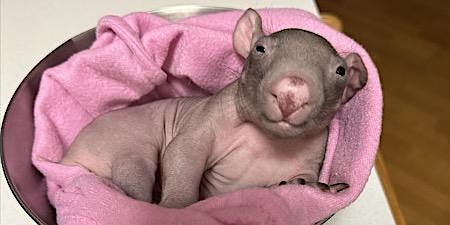 Primaire afbeelding van Wombat  Carer Course for Beginners