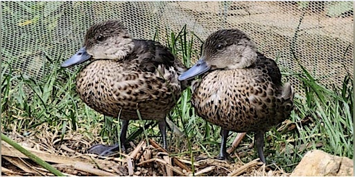 Primaire afbeelding van Practical Birds Session