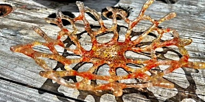 Primaire afbeelding van Coral Fused Glass Bowl