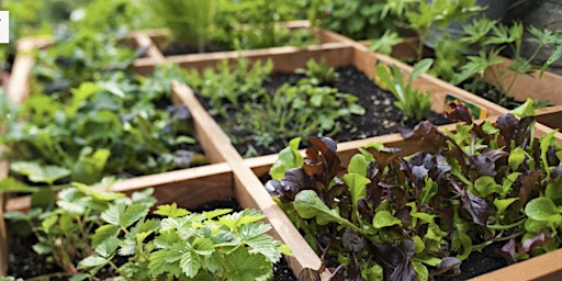 Imagen principal de Up The Allotments! Square Foot Gardening