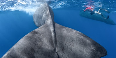 Image principale de Patrick and the Whale