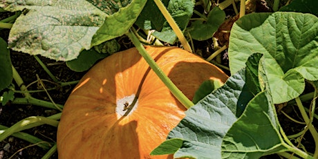 Up The Allotments! You Can't Grow That Here! Knowledge Sharing Session