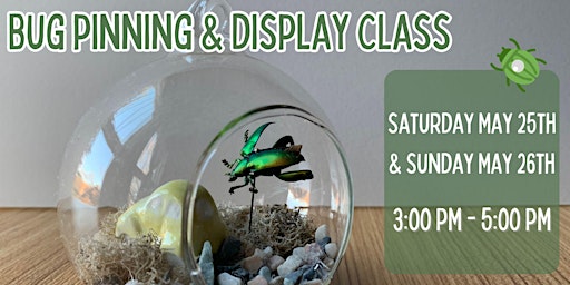 Image principale de Bug Pinning & Display Class