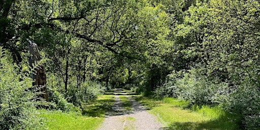 Primaire afbeelding van Forest Bathing