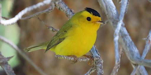 Image principale de Guided Birding Hike along the Manzanita Lake Trail