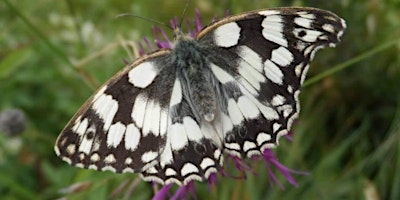 Hauptbild für Chalk grassland wildflowers, butterflies & other wildlife tour at Sheepleas