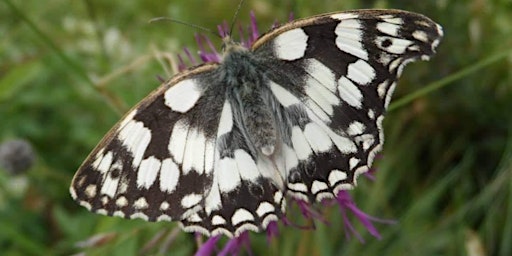 Chalk grassland wildflowers, butterflies & other wildlife tour at Sheepleas primary image