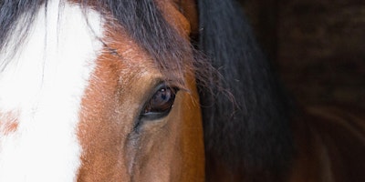 Free Equine-Assisted Psychotherapy Demonstration Cork primary image