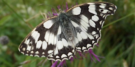 Woodland & chalk grassland orchids, butterflies & wildlife tour @ Sheepleas