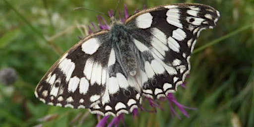 Woodland & chalk grassland orchids, butterflies & wildlife tour @ Sheepleas primary image