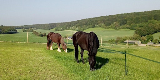 Primaire afbeelding van Weekend Retreat with Horses in The Southdowns