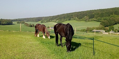 Weekend Retreat with Horses in The Southdowns