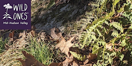 Wild Flower Walk, Cary Fern Glen